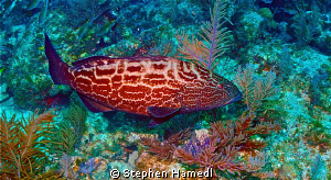Grouper by Stephen Hamedl 